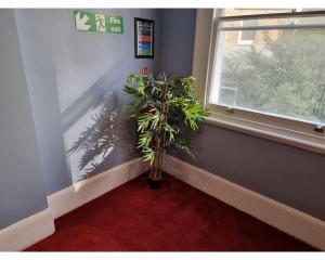 een plant in een kamer naast een raam bij FG1- Ground Flr Flat Good for 4- Near Hyde Park in Londen