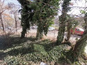 a group of trees covered in ivy next to a street at ALDIRA Studio Arena Nationala in Bucharest