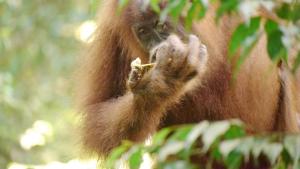 Um macaco está a comer comida numa árvore. em Batu Kapal Guest House em Bukit Lawang
