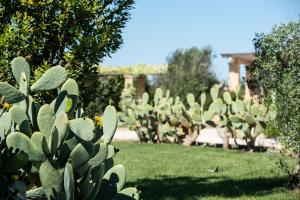 un grupo de plantas de cactus en un patio en Borgo Rosso Terra, en Gallipoli