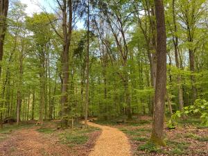 una strada sterrata nei boschi con alberi di Ferienwohnung Schloss Heldritt a Bad Rodach