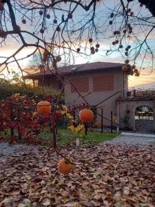 A garden outside b&b cascina la cinciallegra