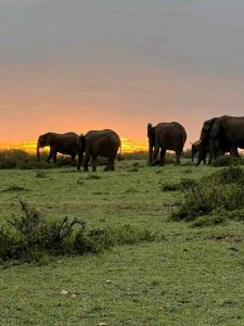 a herd of elephants walking in a field at sunset at Maasai home village in Sekenani