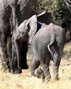 Un bebé elefante caminando junto a un elefante adulto en Maasai home village, en Sekenani
