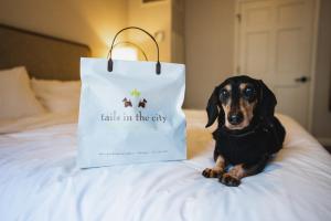 un cane seduto su un letto accanto a una borsa della spesa di The Talbott Hotel a Chicago