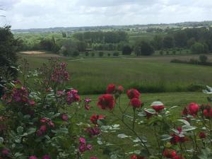 una vista de un campo con flores rojas en el primer plano en Le petit duc en Gans