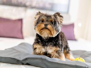 a small dog sitting on a bed at Mercure Sao Paulo Ibirapuera Privilege in Sao Paulo