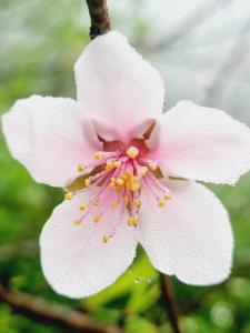 a close up of a white flower with pink stigma at Mộc Châu Peachy Garden in An Pon