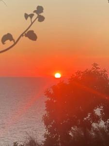a sunset over a body of water with a tree at La GEMMA di Orrico in Anacapri