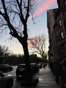 a tree on a city street with cars parked at Soul Food in New York