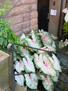 un groupe de plantes à feuilles roses et vertes dans l'établissement Soul Food, à New York