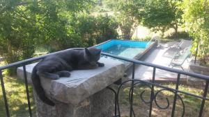 un gatto sdraiato su una roccia accanto alla piscina di Chambres d'hotes - La Maison de Julie a Entrevaux