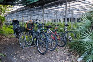 um grupo de bicicletas estacionadas numa estufa em RELAX AL MARE - Spiaggia, bici e barbecue! em Arma di Taggia