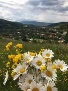 Природа поблизу цей гостьовий будинок