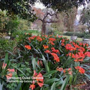 un jardín con flores naranjas en un parque en 1-On-Scott en Somerset East