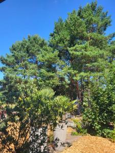 un grupo de árboles y plantas en un jardín en Aufatmen in Ahlbeck, en Ahlbeck