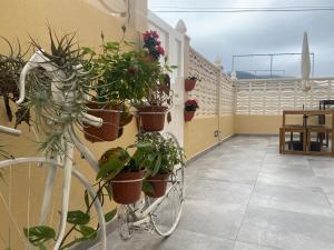 un vélo avec des plantes en pot sur un mur dans l'établissement Tierritas Village (Ventanas del Atlántico 2), à Santa Cruz de la Palma