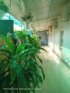 的住宿－MOTEL MINH TÂM 28，坐在建筑物中间的植物