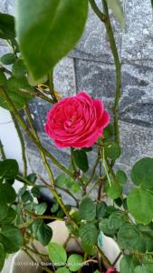 una rosa rosa sentada encima de una planta en MOTEL MINH TÂM 28, 