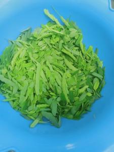 un ammasso di erba verde su sfondo blu di MOTEL MINH TÂM 28 