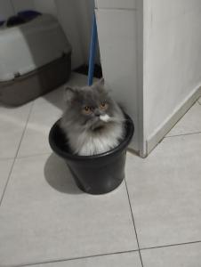 桑托斯的住宿－Aphostel compartilhado gatinhos perças，一只灰色和白色的猫坐在黑锅里