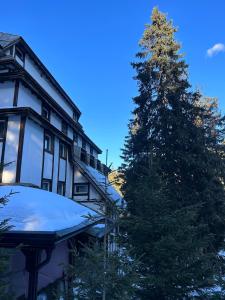 a snow covered pine tree next to a building at Apartman 601 i 603 Kopaonik Centar in Kopaonik