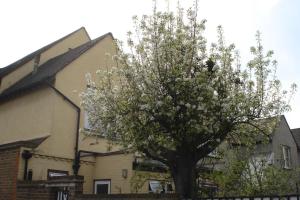 a tree with white flowers in front of a house at Compton Guest House in London