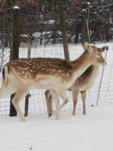 two deer walking in the snow at Herzfennerhof Mobilheim in Auw