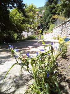 a plant with blue flowers on the side of a road at Αρχοντικό Ειρήνη - 6 Metsovo in Metsovo
