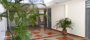 a hallway with two palm trees in a building at Habitaciones Cataleya Valledupar in Valledupar