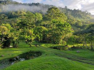 um campo verde com um rio e árvores em Studio House in Eco-Farm: nature, relaxing, hiking em Turrialba