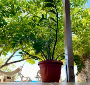 Rangiroa Beach House外面的花园