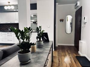 una cucina con due piante in vaso su un bancone di Rydygiera14 a Breslavia