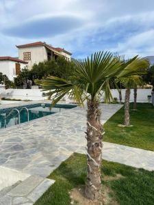 a palm tree in front of a swimming pool at Kostis Orange Resort in Volos