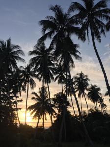 a group of palm trees in front of a sunset at World Citizen GuestHouse in Koh Phangan