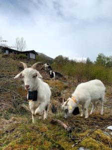 um par de cabras em pé numa colina relvada em Cabin by the Fjord em Øksendalsøra