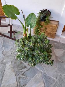 a bunch of plants sitting on a stone floor at Siroco's Rooms And Studios in Parikia