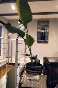 une plante dans un pot posée sur une table dans l'établissement La palmeraie de brévy, à Réville