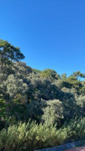 un grupo de árboles con un cielo azul en el fondo en Nature view, walking distance to the beach, en Özdere