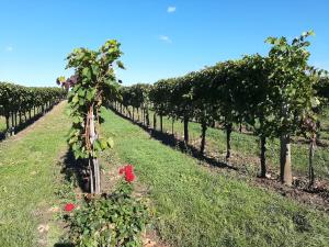 a row of red roses in a vineyard at Gästehaus Parkfrieder 