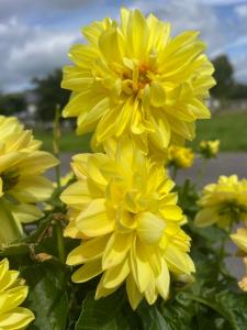 a group of yellow flowers in a field at Bru Na Pairc B&B in Bantry