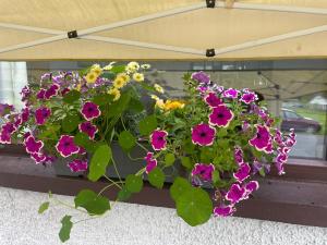 a bunch of flowers in a window box at Bru Na Pairc B&B in Bantry