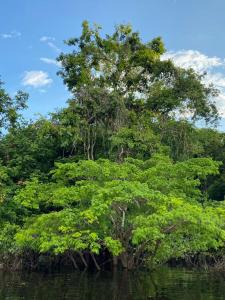uma árvore no meio de um corpo de água em LUZ AMAZÔNIA LODGE em Iranduba