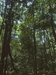 ein Wald voller üppiger grüner Bäume in der Unterkunft LUZ AMAZÔNIA LODGE in Iranduba