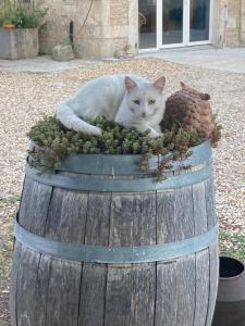 a white cat laying on top of a wooden barrel at Hotel Karina in Jarnac