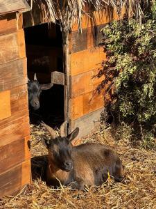 two animals are laying in the hay in a barn at Tenuta Calitre in Melendugno