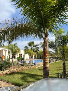 een palmboom in een tuin naast een zwembad bij Chalet Berbère in Essaouira