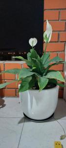 una planta en una olla blanca sentada en un patio en Hostal Tulipán Rojo en Lambayeque