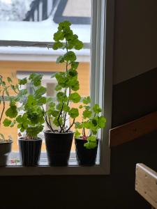 drie potplanten op een vensterbank bij Central lägenhet in Norrtälje