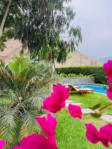 un groupe de fleurs roses dans l'herbe à côté d'une piscine dans l'établissement Casa Jardín Del Valle, à Lima